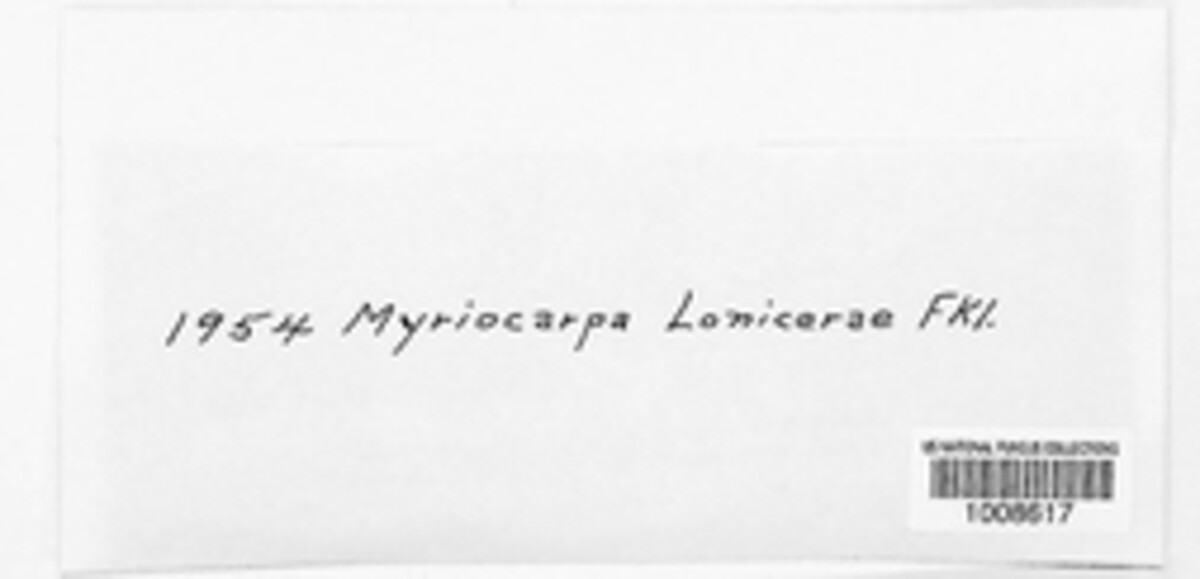 Myriocarpa lonicerae image